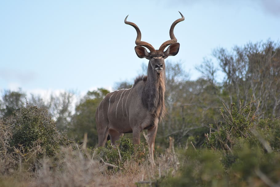 Kudu antelope